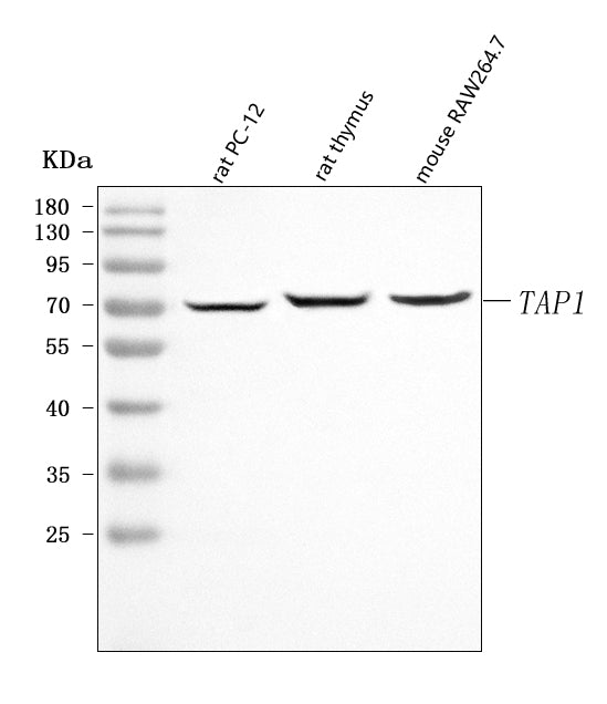 Anti-Tap1 Antibody Picoband® Boster Bio
