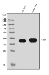 Anti-Podoplanin/gp36/Pdpn Antibody Picoband® Boster Bio