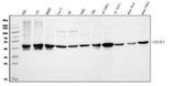 Anti-ornithine aminotransferase/OAT Antibody Picoband® Boster Bio