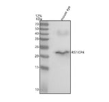 Anti-RS1 Antibody Picoband® Boster Bio