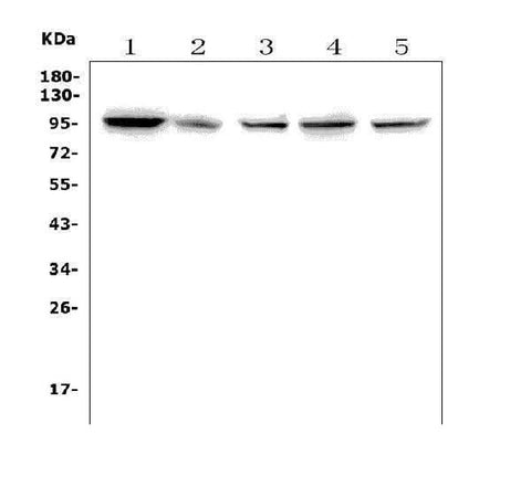 Anti-TTK/Mps1/TTK Antibody Picoband® Boster Bio