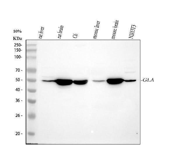 Anti-Galactosidase alpha/Gla Antibody Picoband® Boster Bio