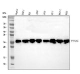 Anti-14-3-3 zeta/delta/YWHAZ Antibody Picoband® Boster Bio