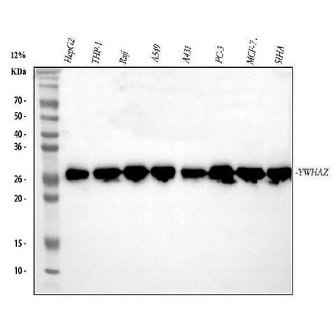 Anti-14-3-3 zeta/delta/YWHAZ Antibody Picoband® Boster Bio