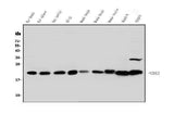 Anti-HP1 gamma/CBX3 Antibody Picoband® Boster Bio