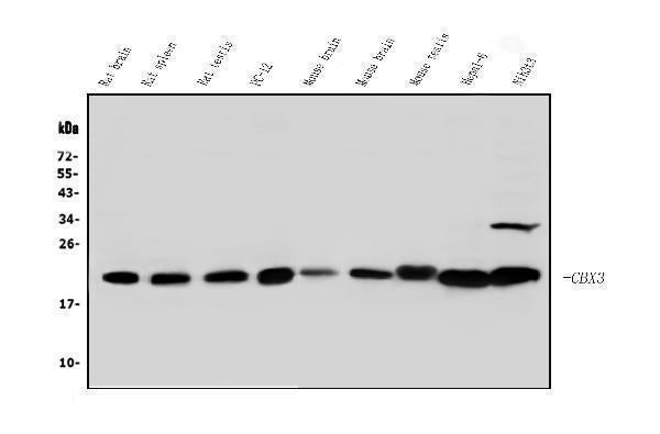 Anti-HP1 gamma/CBX3 Antibody Picoband® Boster Bio
