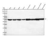 Anti-DBT Antibody Picoband® Boster Bio