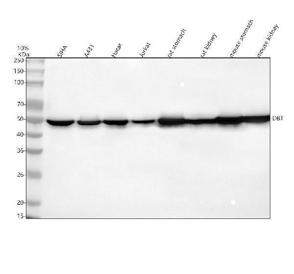 Anti-DBT Antibody Picoband® Boster Bio
