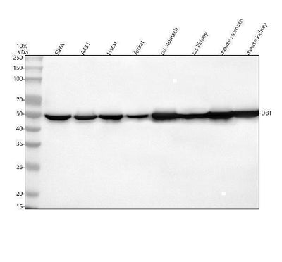 Anti-DBT Antibody Picoband® Boster Bio
