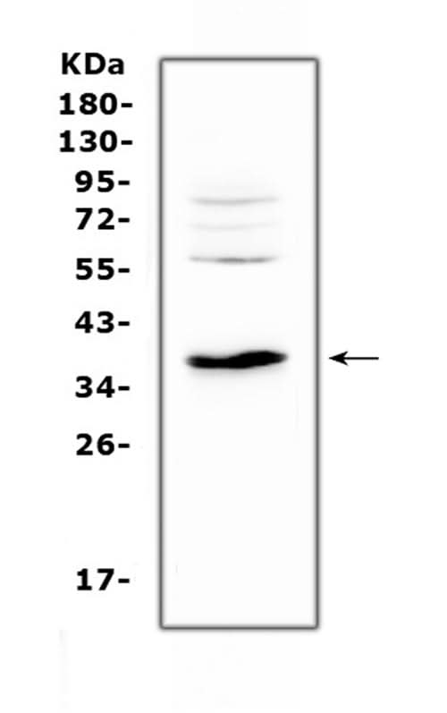 Anti-IL12B Antibody Picoband® Boster Bio