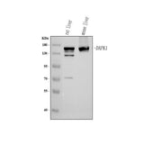 Anti-DAPK1 Antibody Picoband® Boster Bio