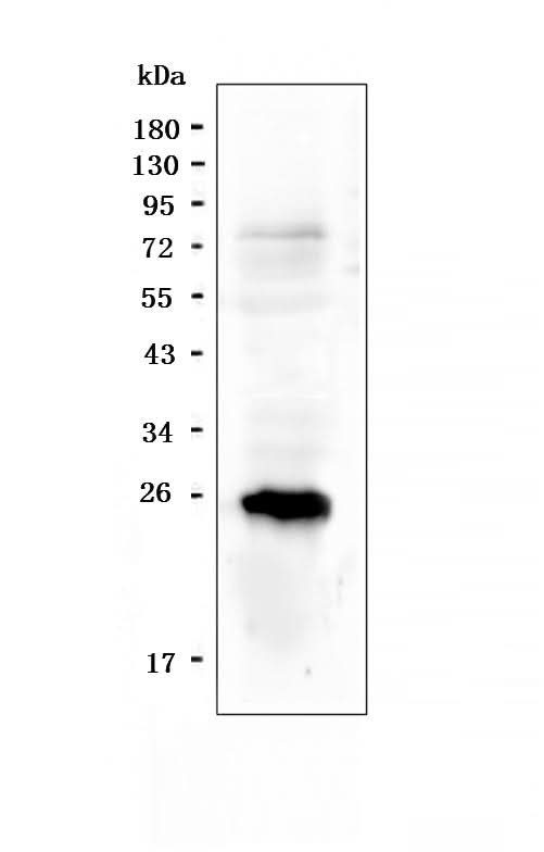 Anti-PGF Antibody Picoband® Boster Bio