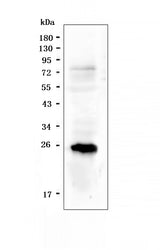 Anti-PGF Antibody Picoband® Boster Bio