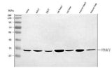 Anti-Porin/VDAC1 Antibody Picoband® Boster Bio