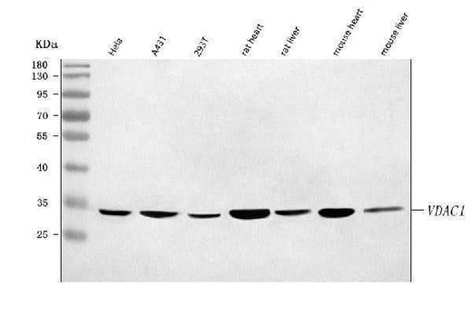 Anti-Porin/VDAC1 Antibody Picoband® Boster Bio