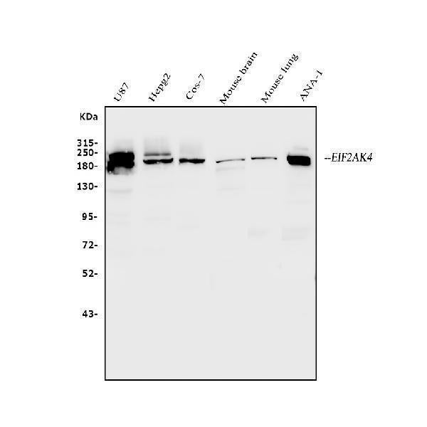 Anti-EIF2AK4 Antibody Picoband® Boster Bio