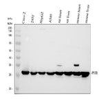 Anti-Prohibitin/PHB Antibody Picoband® Boster Bio