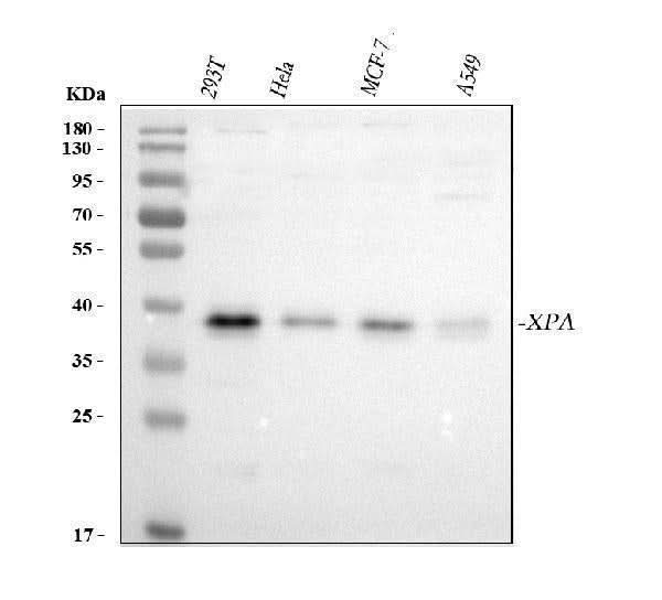 Anti-XPA Antibody Picoband® Boster Bio