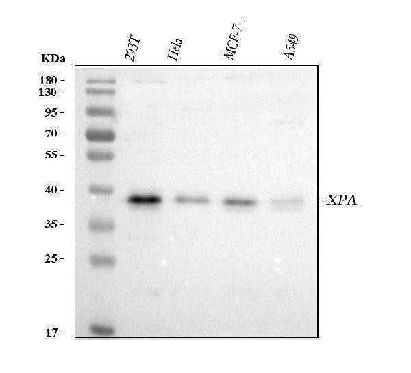 Anti-XPA Antibody Picoband® Boster Bio