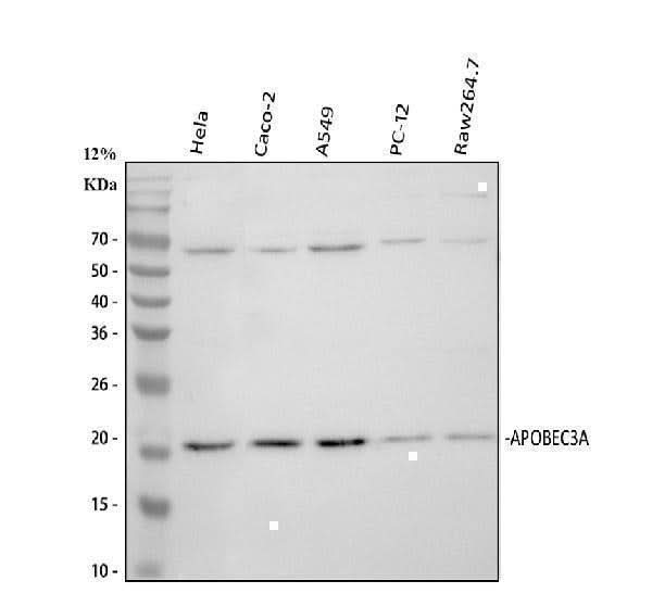 Anti-PHO1/APOBEC3A Antibody Picoband® Boster Bio
