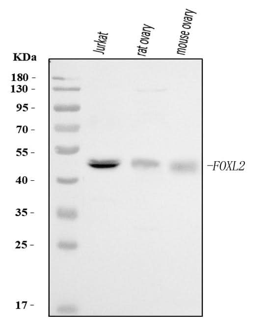 Anti-FOXL2 Antibody Picoband® Boster Bio