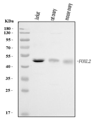 Anti-FOXL2 Antibody Picoband® Boster Bio