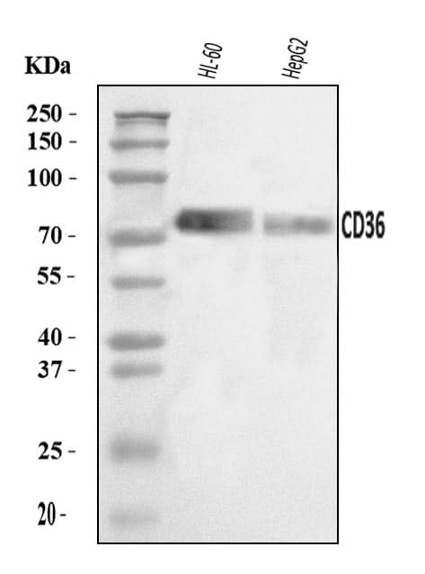 Anti-CD36 Antibody Picoband® Boster Bio