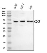Anti-CDC7 Antibody Picoband® Boster Bio