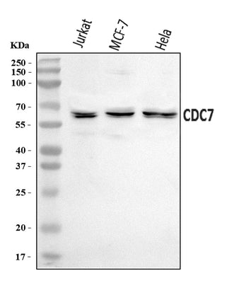 Anti-CDC7 Antibody Picoband® Boster Bio