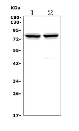 Anti-Choline Acetyltransferase/CHAT Antibody Picoband® Boster Bio