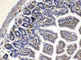 Anti-Cytoglobin/CYGB Antibody Picoband® Boster Bio