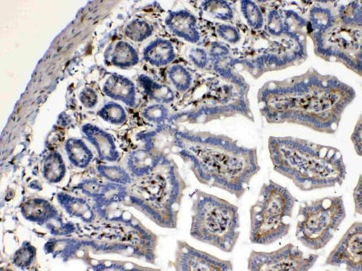 Anti-Cytoglobin/CYGB Antibody Picoband® Boster Bio