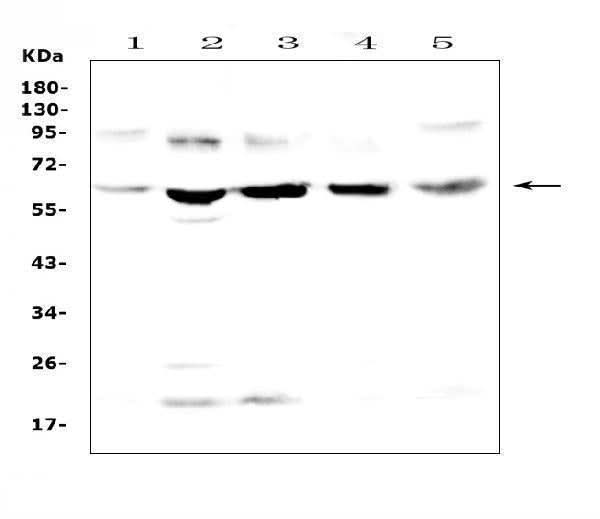 Anti-Steroid sulfatase/STS Antibody Picoband® Boster Bio