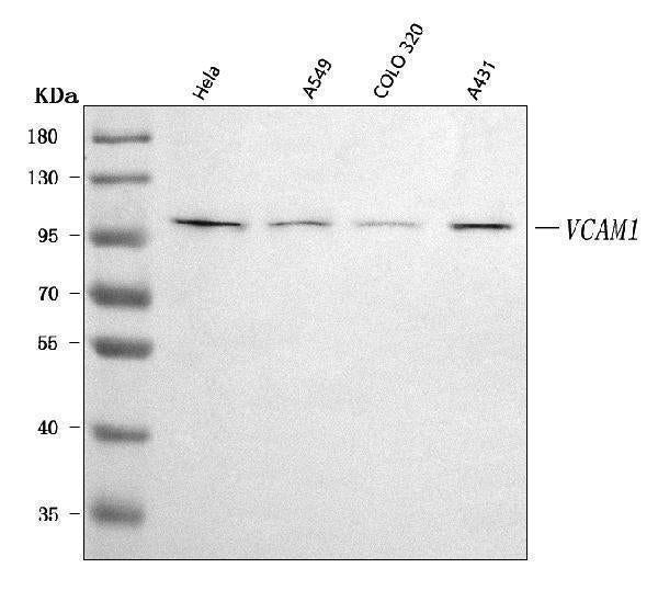 Anti-VCAM1 Antibody Picoband® Boster Bio