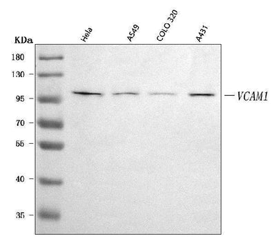 Anti-VCAM1 Antibody Picoband® Boster Bio