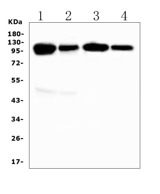 Anti-VCAM1 Antibody Picoband® Boster Bio