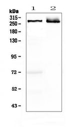 Anti-MAP2 Antibody Picoband® Boster Bio