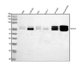 Anti-NUMB Antibody Picoband® Boster Bio