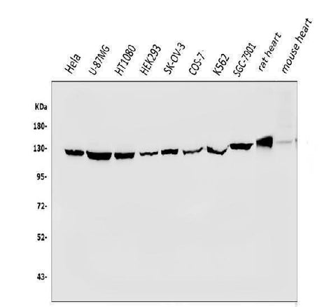 Anti-Vinculin/VCL Antibody Picoband® Boster Bio