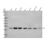 Anti-GCH1 Antibody Picoband® Boster Bio