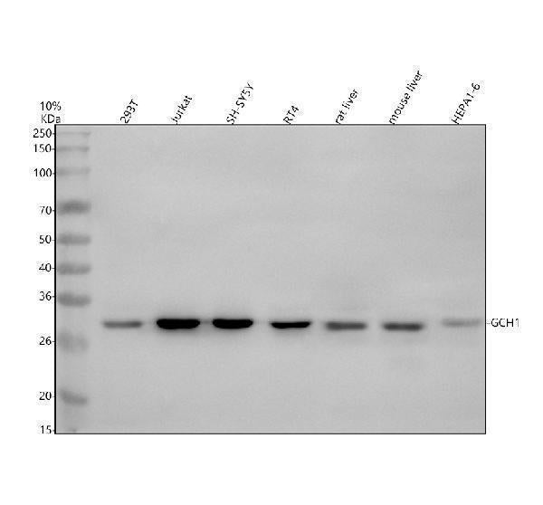 Anti-GCH1 Antibody Picoband® Boster Bio