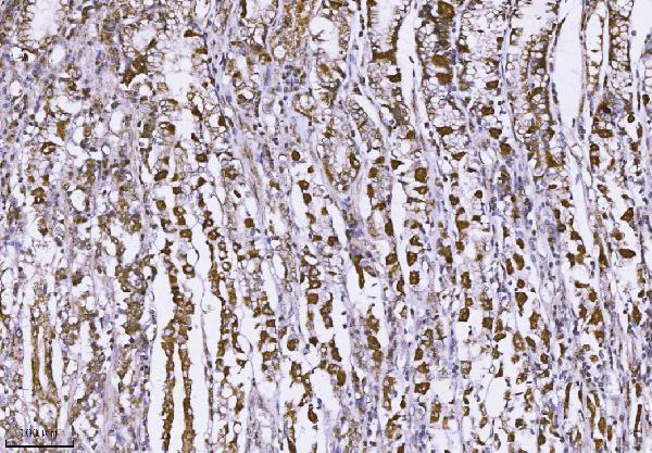Anti-MUC2 Antibody Boster Bio
