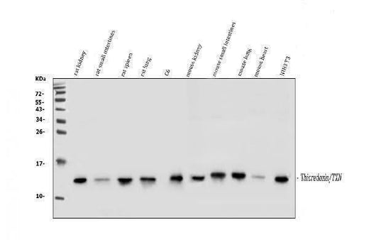 Anti-Thioredoxin/TRX/Txn Antibody Picoband® Boster Bio