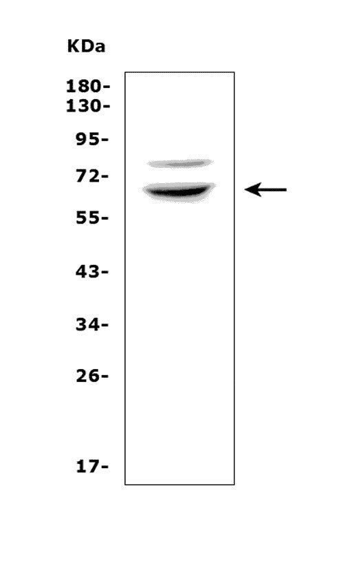 Anti-RNF168 Picoband® Antibody Boster Bio