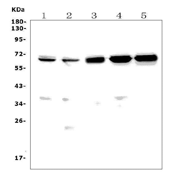 Anti-CD30/Tnfrsf8 Picoband® Antibody Boster Bio
