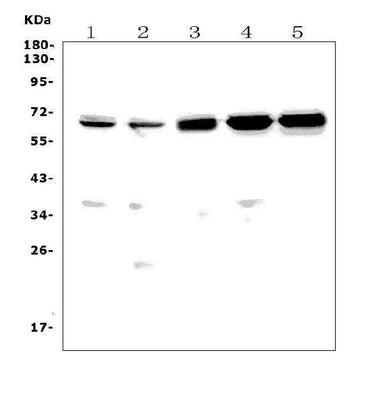 Anti-CD30/Tnfrsf8 Picoband® Antibody Boster Bio