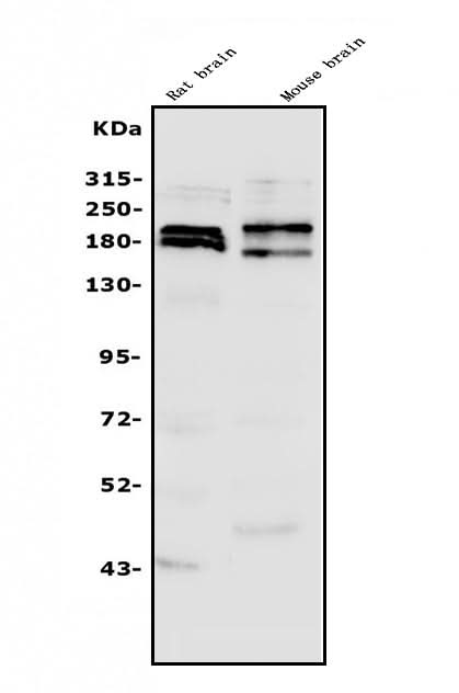 Anti-SHANK3 Antibody Picoband® Boster Bio