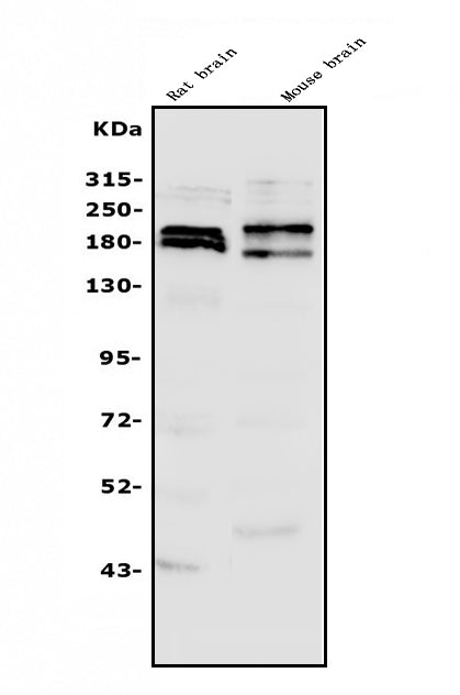 Anti-SHANK3 Antibody Picoband® Boster Bio