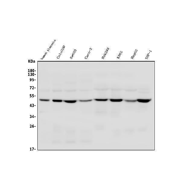 Anti-TSG101 Antibody Picoband® Boster Bio