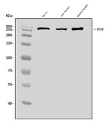 Anti-Dysferlin/DYSF Antibody Picoband® Boster Bio